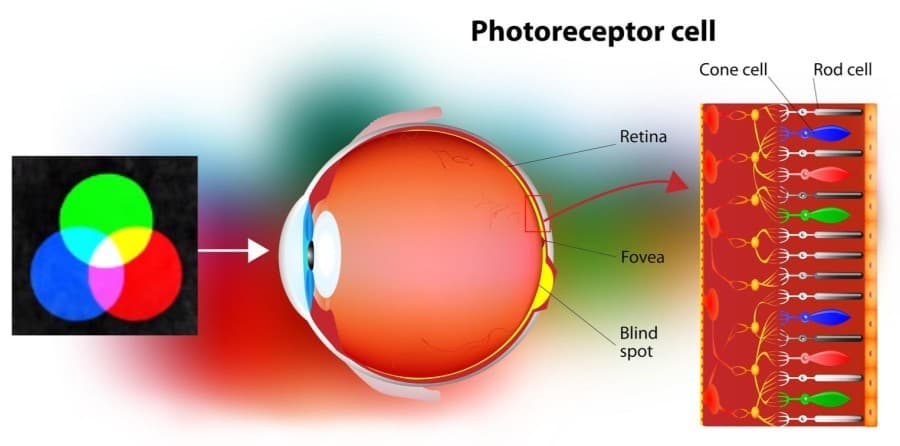 Diagram of rods and cones in the human eye used to perceive light and color